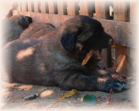 Les premiers jours des bébés leonberg Brumaire des Neiges de Chantelouve
