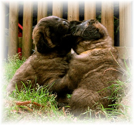 Les premiers jours des bébés leonberg Brumaire des Neiges de Chantelouve
