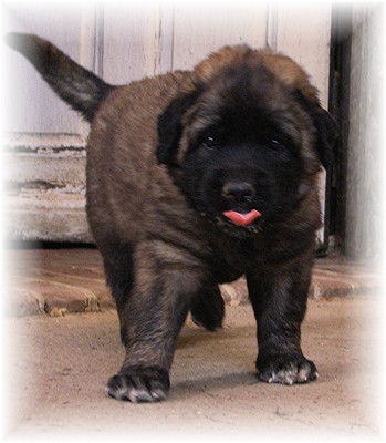 Les premiers jours des bébés leonberg Brumaire des Neiges de Chantelouve