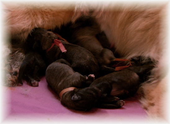 Les premiers jours des bébés leonberg Brumaire des Neiges de Chantelouve