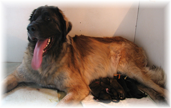 Les premiers jours des bbs leonberg Brumaire des Neiges de Chantelouve