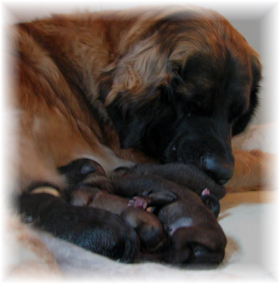Les premiers jours des bébés leonberg Brumaire des Neiges de Chantelouve