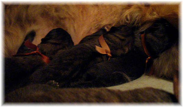 Les premiers jours des bébés leonberg Brumaire des Neiges de Chantelouve