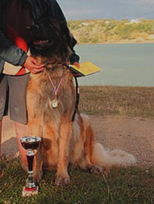 Notre Leonberg Carmen Messidor concourt au son deuxième degré en 2011 à Tours Notre Leonberg Carmen Messidor concourt au son deuxième degré en 2011 à Tours