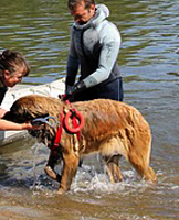 Notre Leonberg Carmen Messidor concourt au son deuxième degré en 2011 à Tours
