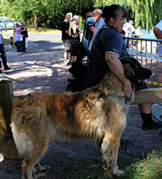 Notre Leonberg Carmen Messidor concourt au son deuxième degré en 2011 à Tours