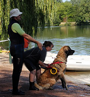 Notre Leonberg Carmen Messidor concourt au son deuxième degré en 2011 à Tours