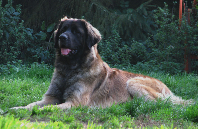 Leonberger Constance-Messidor dite Carmen des Neiges de Chantelouve