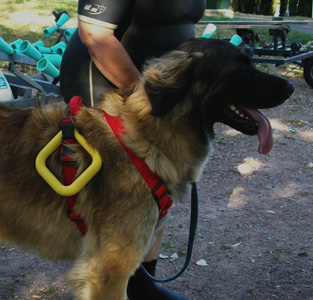 Notre Leonberg Carmen Messidor prépare son premier degré en 2009 à Tours