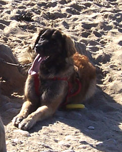 Notre Leonberg Carmen Messidor réussit son premier degré en 2009 à Anbgoulins