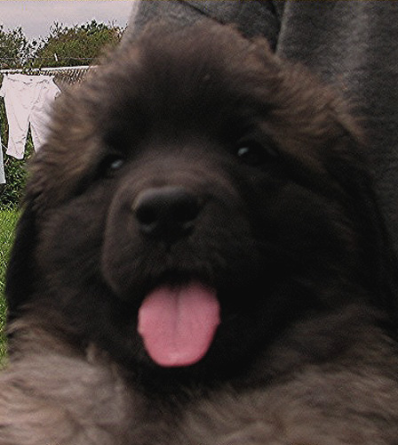 Carmen, une vraie bobine de petit ange. Mais que la bobine...!