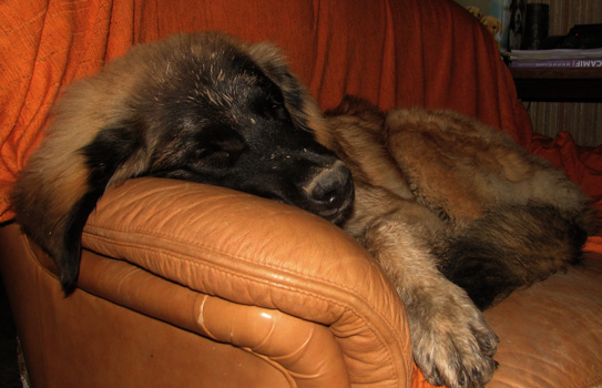 Adèle, chiot, était déjà un très joli leonberger
