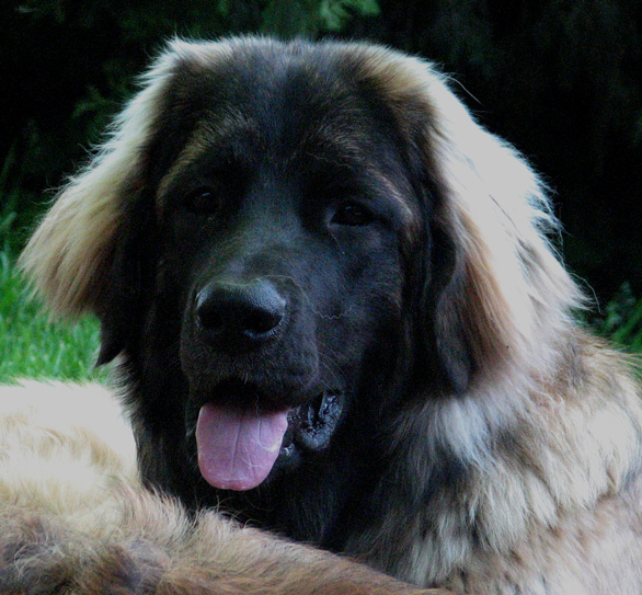 On ne peut que tout pardonner  une aussi belle tte de Leonberg, non?