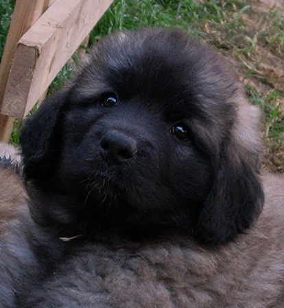 Carmen, une vraie bobine de petit ange. Mais que la bobine...!