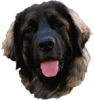 Constance-Messidor dite Carmen, lice Leonberg des Neiges de Chantelouve