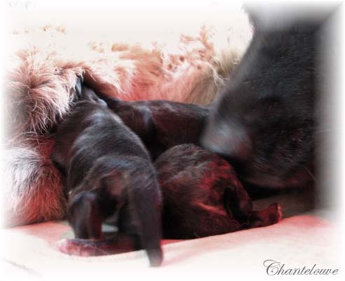 Les premiers jours des bébés leonberg Coquelicot des Neiges de Chantelouve