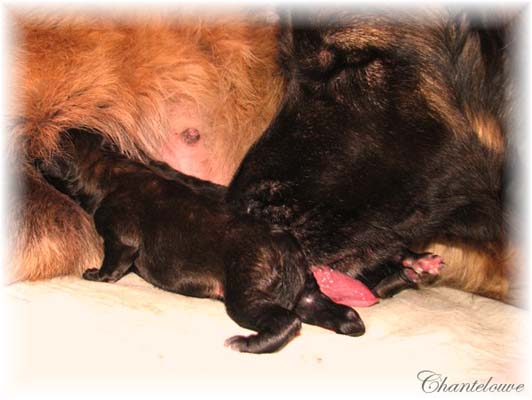 Les premiers jours des bébés leonberg Coquelicot des Neiges de Chantelouve