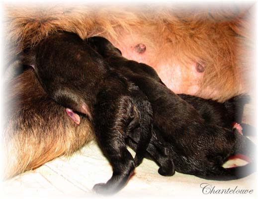 Les premiers jours des bébés leonberg Coquelicot des Neiges de Chantelouve