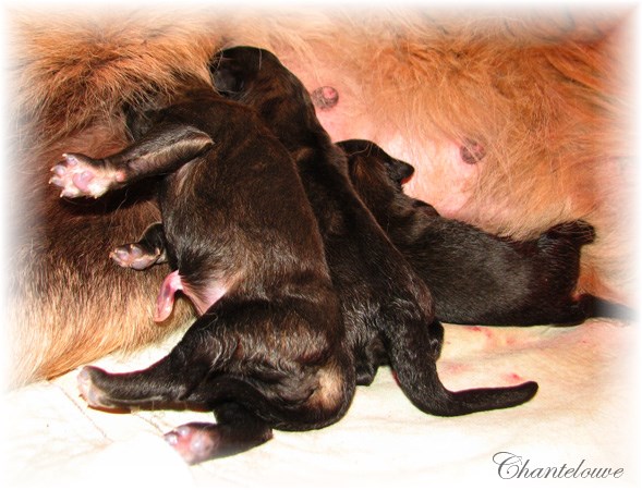 Les premiers jours des bébés leonberg Coquelicot des Neiges de Chantelouve