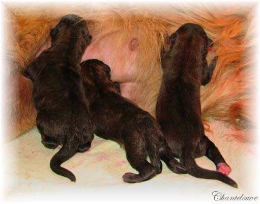 Les premiers jours des bébés leonberg Coquelicot des Neiges de Chantelouve