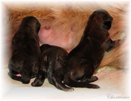 Les premiers jours des bébés leonberg Coquelicot des Neiges de Chantelouve