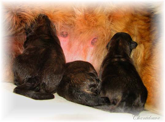 Les premiers jours des bébés leonberg Coquelicot des Neiges de Chantelouve