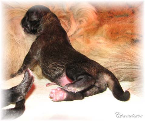 Les premiers jours des bébés leonberg Coquelicot des Neiges de Chantelouve