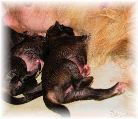 Les premiers jours des bébés leonberg Coquelicot des Neiges de Chantelouve
