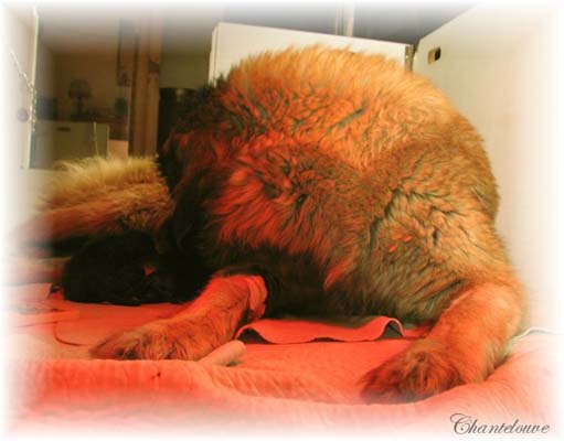 Les premiers jours des bébés leonberg Coquelicot des Neiges de Chantelouve