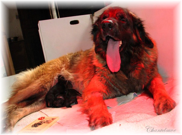 Les premiers jours des bébés leonberg Coquelicot des Neiges de Chantelouve