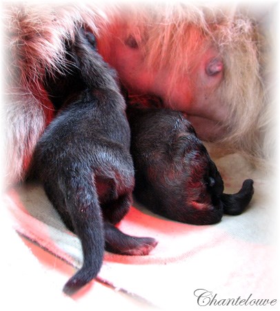 Les premiers jours des bébés leonberg Coquelicot des Neiges de Chantelouve
