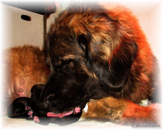 Les premiers jours des bébés leonberg Coquelicot des Neiges de Chantelouve