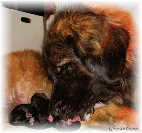 Les premiers jours des bébés leonberg Coquelicot des Neiges de Chantelouve