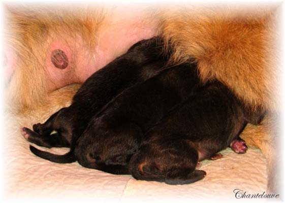Les premiers jours des bébés leonberg Coquelicot des Neiges de Chantelouve