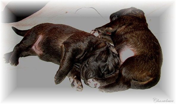 Les premiers jours des bébés leonberg Coquelicot des Neiges de Chantelouve