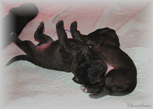 Les premiers jours des bébés leonberg Coquelicot des Neiges de Chantelouve