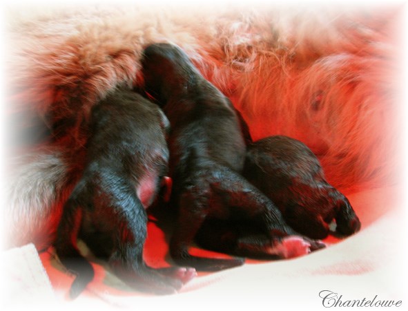 Les premiers jours des bébés leonberg Coquelicot des Neiges de Chantelouve