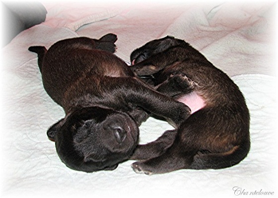 Les premiers jours des bébés leonberg Coquelicot des Neiges de Chantelouve