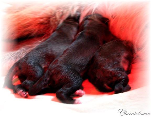 Les premiers jours des bébés leonberg Coquelicot des Neiges de Chantelouve
