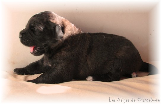 Les premiers jours des bébés leonberg Coquelicot des Neiges de Chantelouve