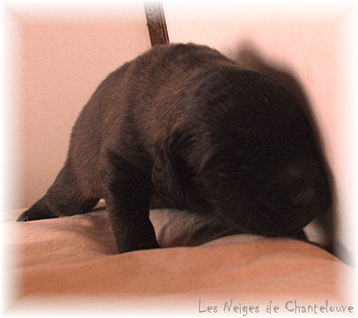 Les premiers jours des bébés leonberg Coquelicot des Neiges de Chantelouve
