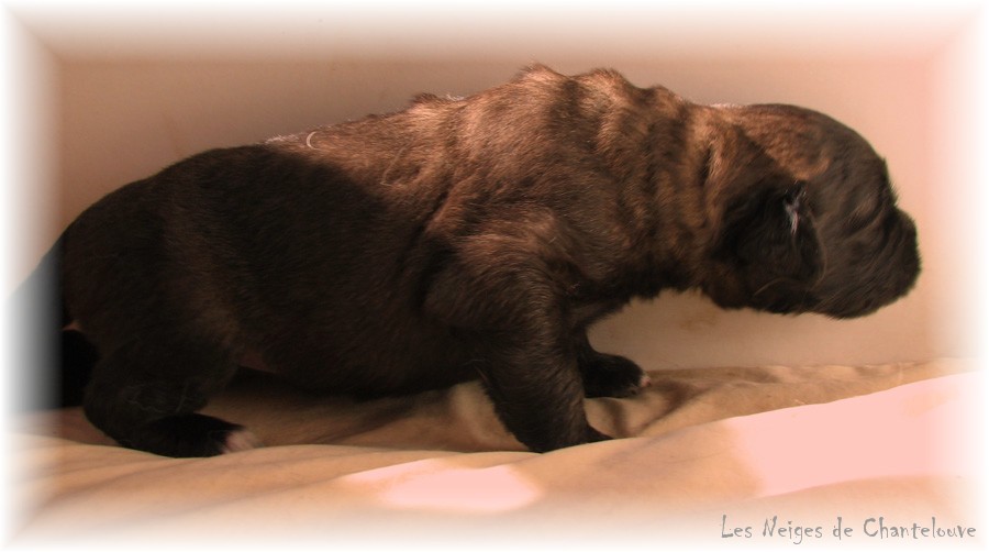 Les premiers jours des bébés leonberg Coquelicot des Neiges de Chantelouve