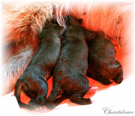 Les premiers jours des bébés leonberg Coquelicot des Neiges de Chantelouve