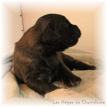Les premiers jours des bébés leonberg Coquelicot des Neiges de Chantelouve