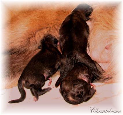 Les premiers jours des bébés leonberg Coquelicot des Neiges de Chantelouve