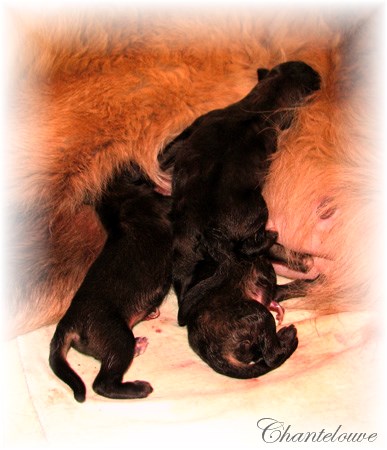 Les premiers jours des bébés leonberg Coquelicot des Neiges de Chantelouve