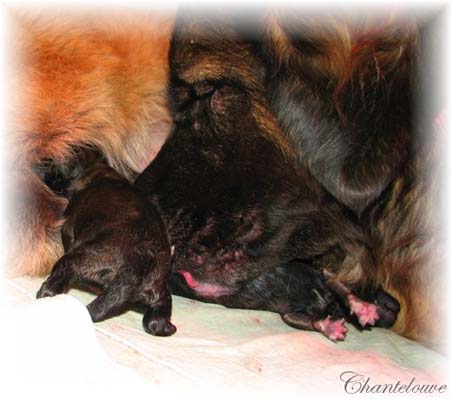 Les premiers jours des bébés leonberg Coquelicot des Neiges de Chantelouve