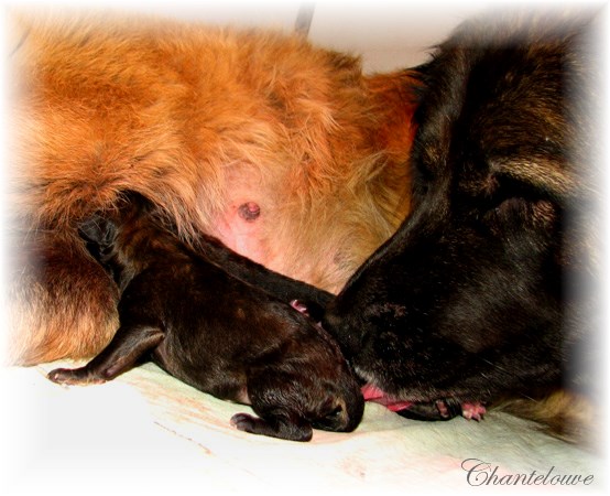 Les premiers jours des bébés leonberg Coquelicot des Neiges de Chantelouve