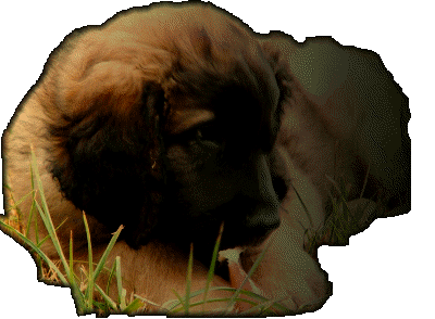 Les premiers jours des bébés leonberg Fructidor des Neiges de Chantelouve