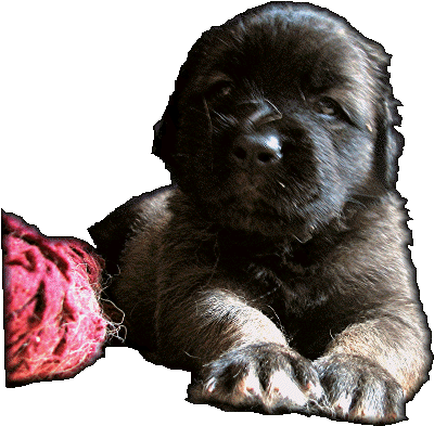 Les premiers jours des bébés leonberg Fructidor des Neiges de Chantelouve